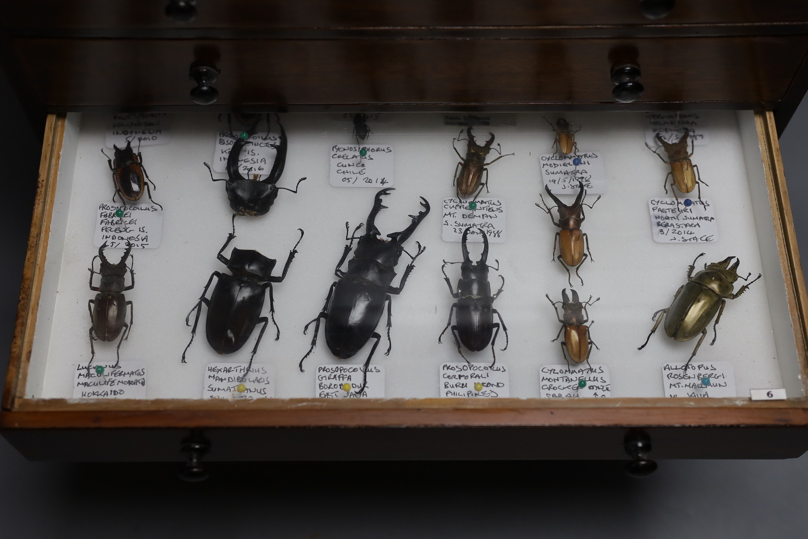 Entomology - a collection of beetle specimens, in an eight drawer collector's chest, 53 cm high, 40.5 cm wide, 28 cm deep